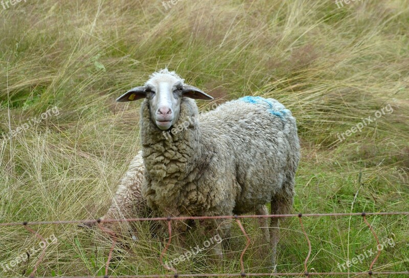 Sheep Pasture Meadow Grass Wool