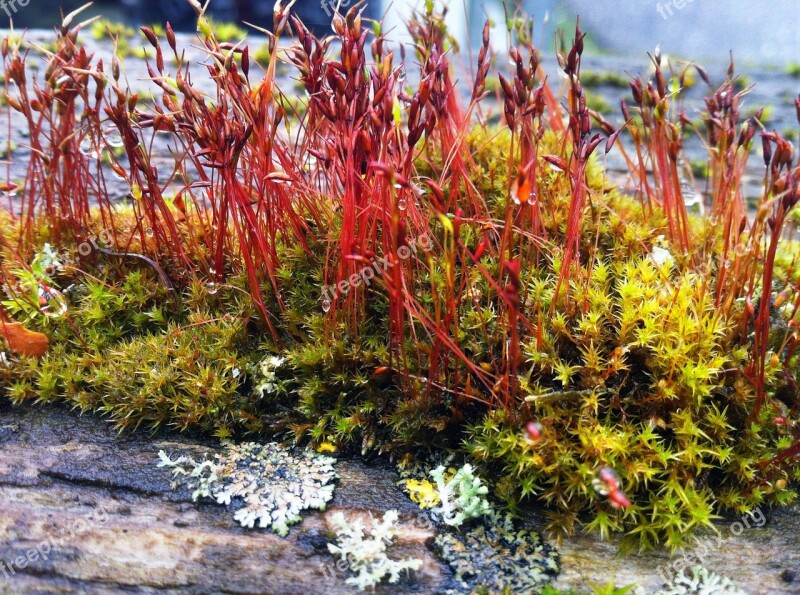 Moss Nature Close Up Weave Vegetation