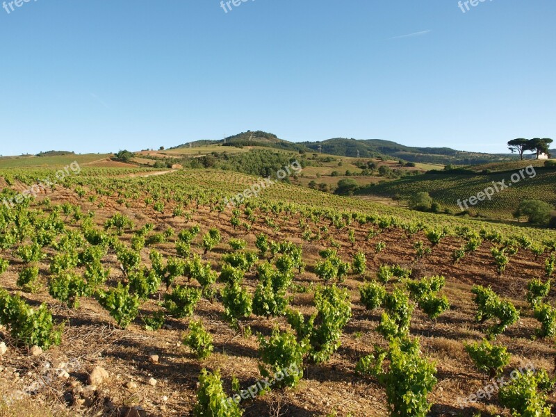 Field Summer Vineyard Agriculture Rural