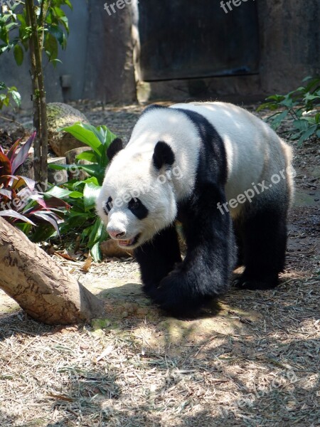 Panda Animal Endangered Rare Protected