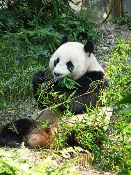 Panda Endangered Rare Protected Bamboo