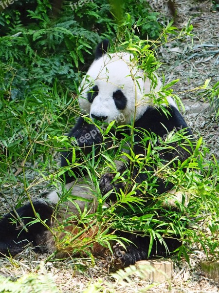 Panda Endangered Rare Protected Bamboo