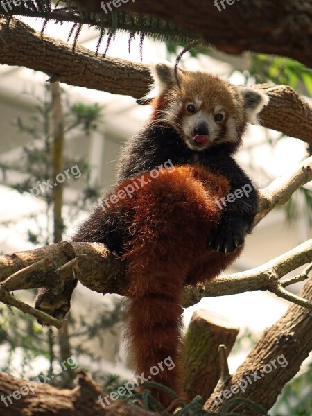 Red Panda China Firefox Animal Wildlife