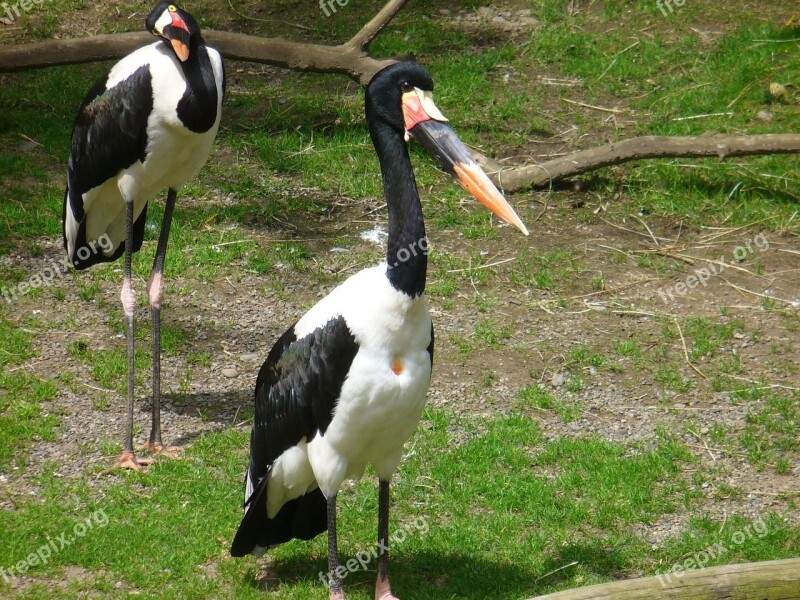 Abdims Stork Stork Bird Wildlife Nature