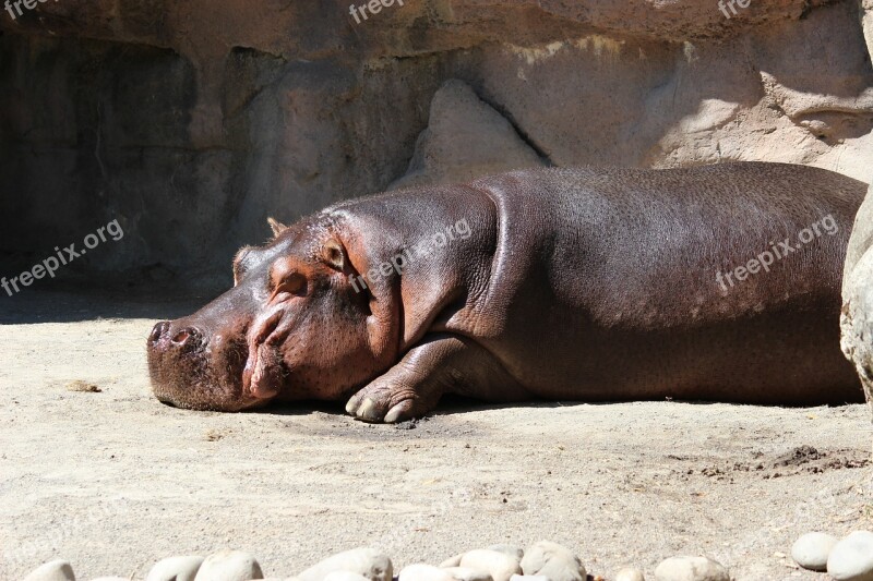 Hippo Hippopotamus Water Zoo Animal