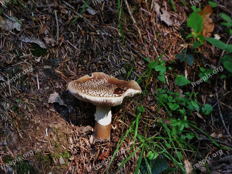 Mushroom Brown Mushroom Autumn Free Photos