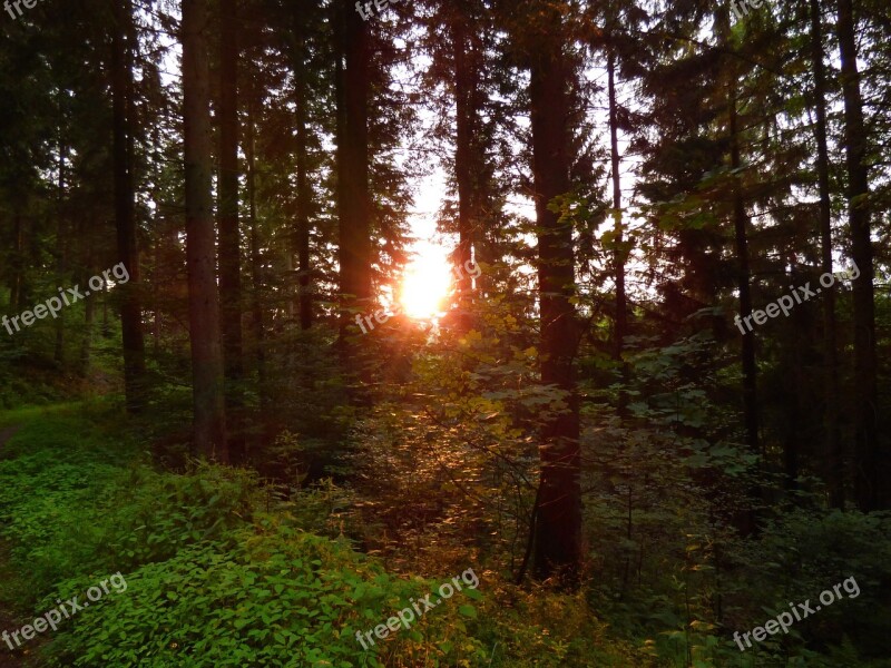 Forest Trees Light Beam Sunlight Nature