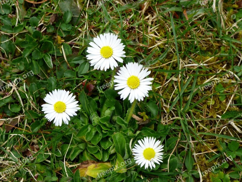 Daisies Flowers White Yellow Garden