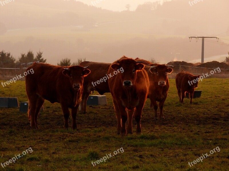 Cows Evening Sun Steaming Breath Free Photos