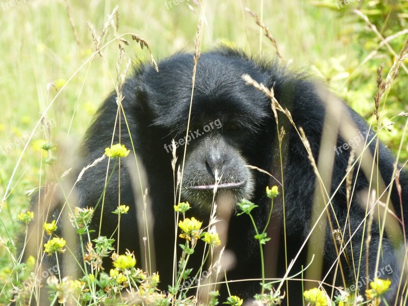 Gibbon Monkeys Zoo Mammal Free Photos