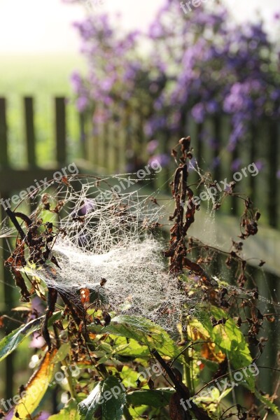 Spider Webs Indian Summer Autumn Free Photos