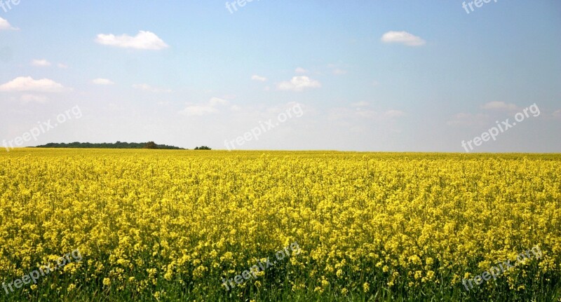 Oilseed Rape Field Of Rapeseeds Yellow Color Blossom