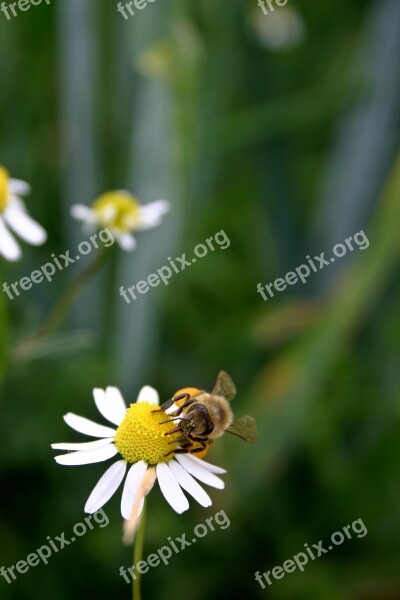 Bee Honey Bee Insect Blossom Bloom