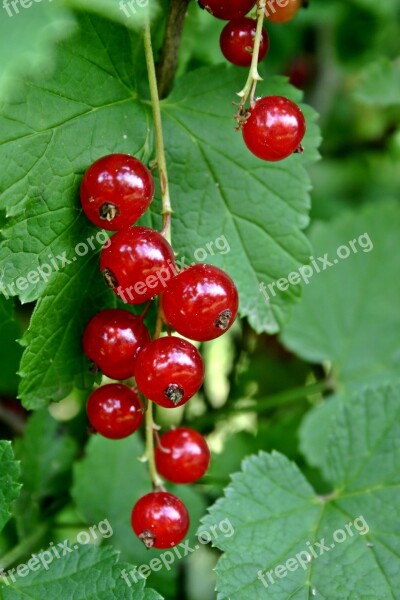 Currant Ribes Rubrum Ribes Red Currant Soft Fruit