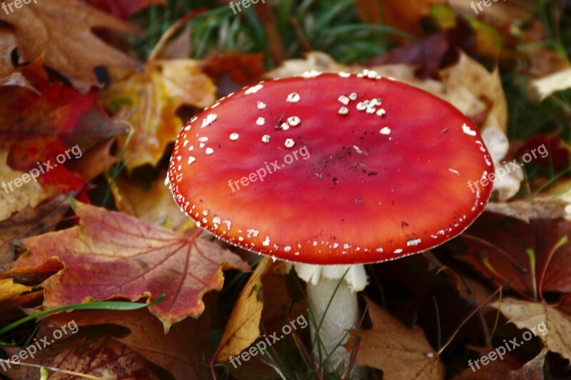 Fly Agaric Mushroom Leaves Autumn Nature