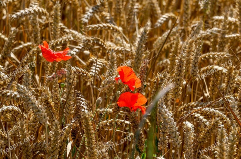 Corn Field Poppies Fields Nature Meadow