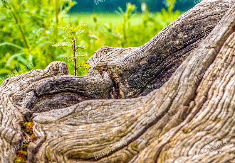 Wood Trunk Gnarly Summer Nature