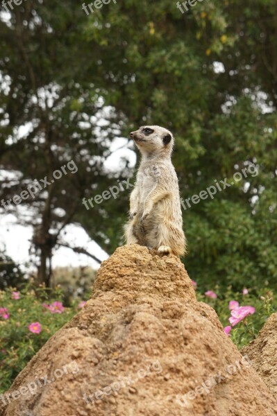 Mongoose Animal Zoo Meerkats Free Photos