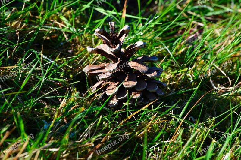 Pine Cones Grass Meadow Free Photos