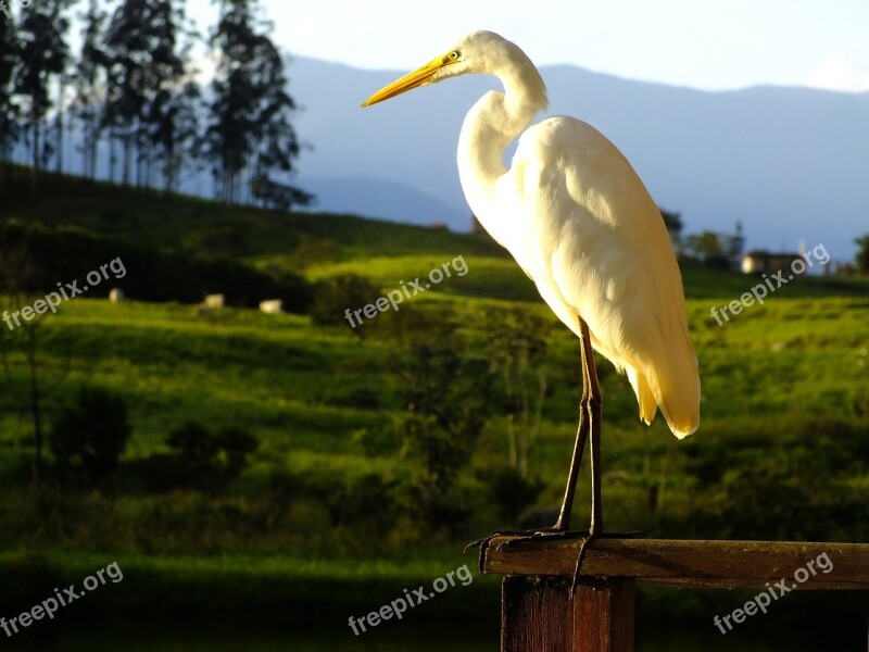 Heron Bird Field Nature Landscape