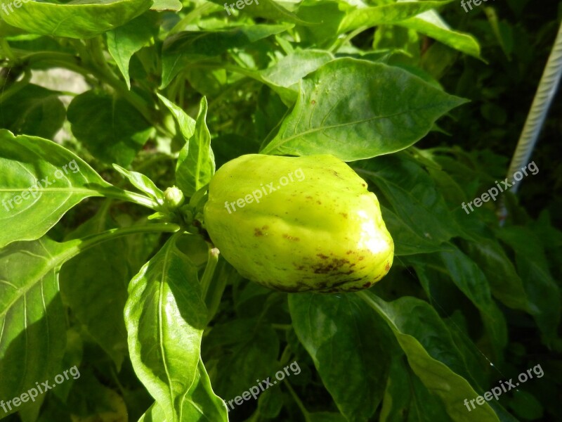 Pepper Orchard Plant Food Free Photos