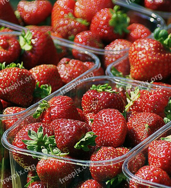 Strawberries Fruit Dessert Eating Food