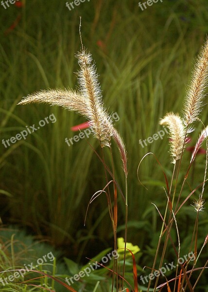 Grass Ornamental Grass Vegetation Nature Autumn