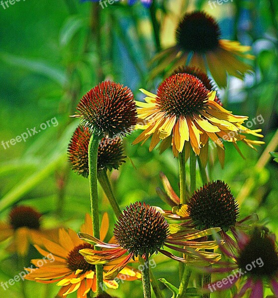 Rudbekia Flower Flowers Yellow Asteraceae Flora