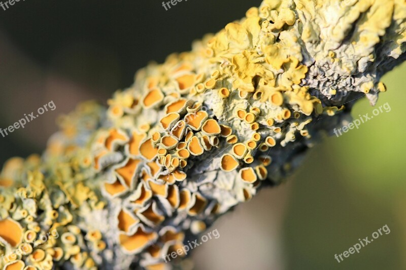 Lichen Plant Symbiosis Tree Free Photos