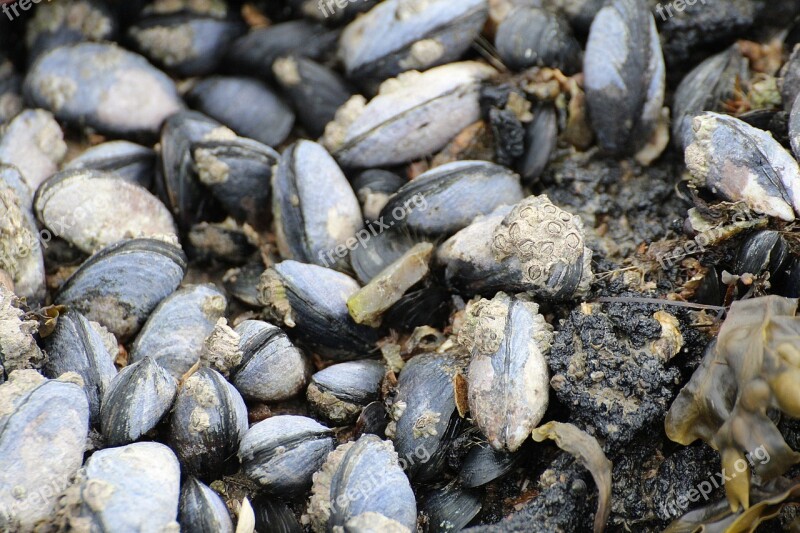 Mussels Watt Area Coastal Region Barnacles North Sea