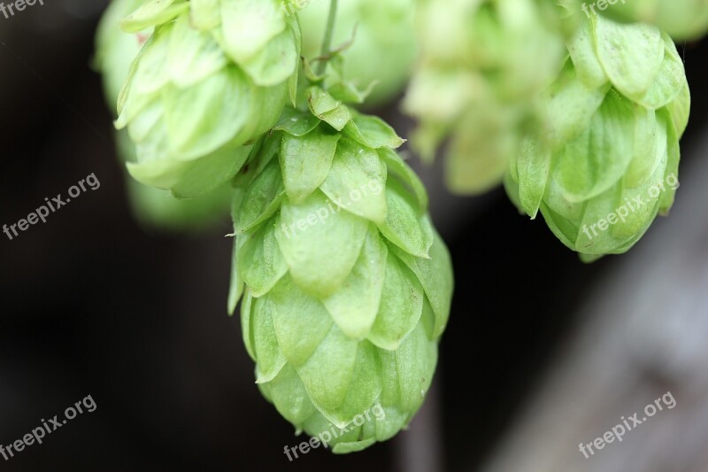 Hops Humulus Lupulus Climber Plant Umbel Hops Fruits