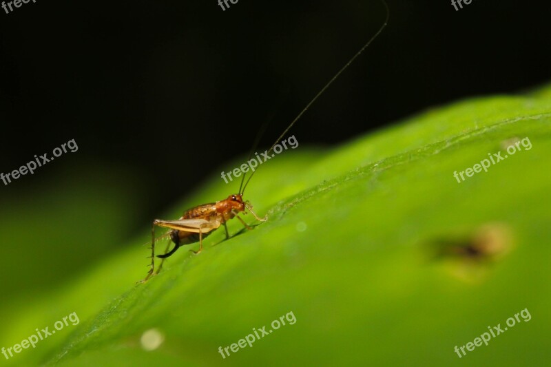 Bug Cricket Leaf Insect Nature