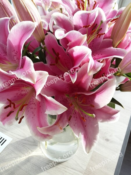 Vase Of Flowers Lilies Vase Flowers Pink