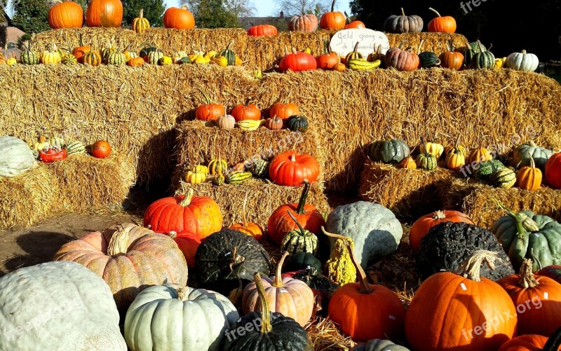 Pumpkin Halloween Fall Autumn Orange