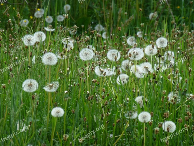 Dandelion Grass Nature Seedhead Plant