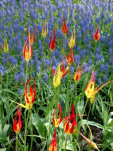 Tulips Colour Holland Spring Tulip