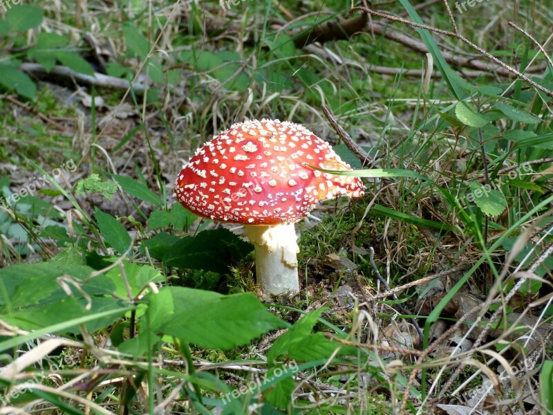 Mushroom Red With White Dots Autumn Free Photos