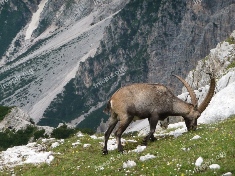 Mountain Goat Nature Wildlife Mountain Rock