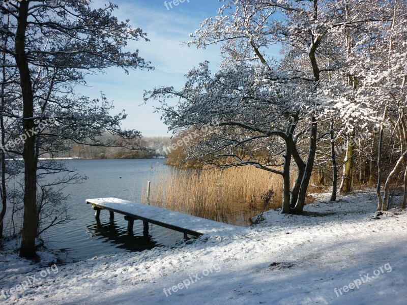 Winter Landscape Snow Reed Free Photos