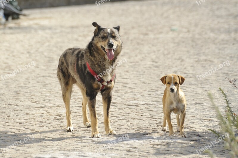 Strays Dogs Size Comparison Dog Breed Bastard