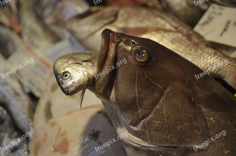 Fish Fish Market Market Cook Free Photos