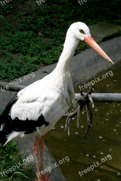 Stork New Everland White Free Photos