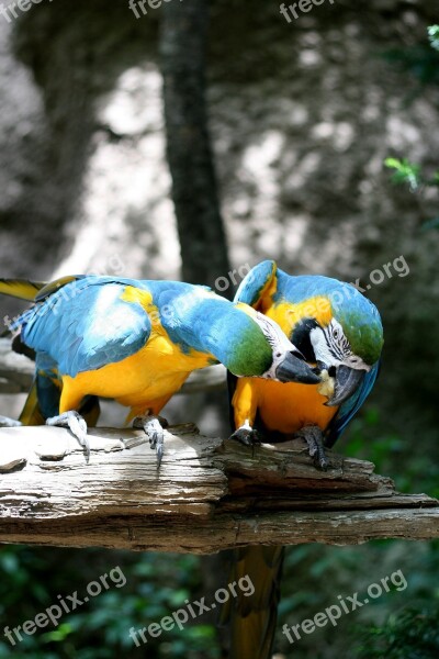 Parrot Everland Couples Pair Free Photos