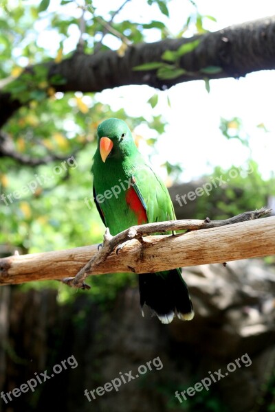 Parrot Everland New Greenness Free Photos