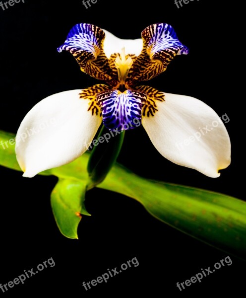 Orchid Flower Plant Nature Free Photos