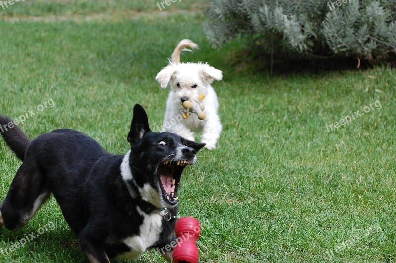 Dogs Playing Ball Fetch Teeth