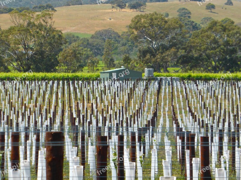 Vineyard Vines Field Winery Agriculture