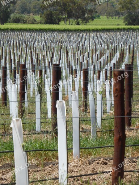 Vines Winery Vineyard Agriculture Plant