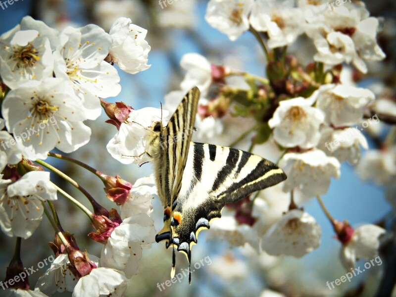 Monarch Butterfly Flowers Tree Fruit Butterfly