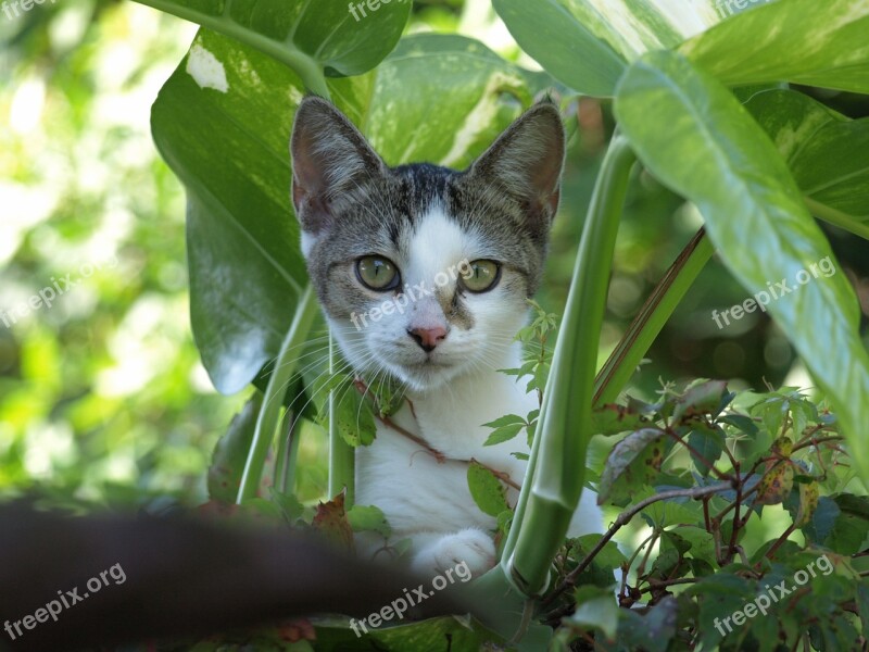 Cat Kitten Cute Weeds Green